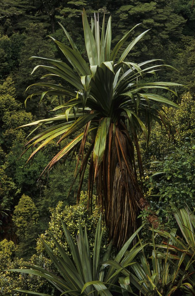 See more… mountain cabbage trees - Wilderness Magazine