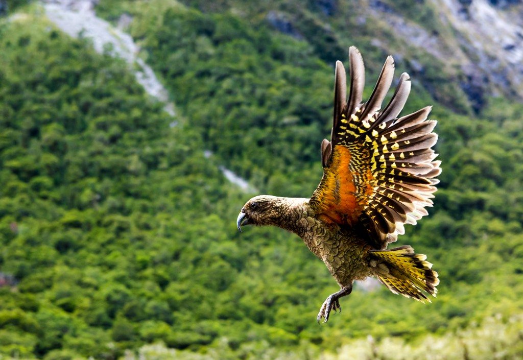 Kea landing.premysl luljak