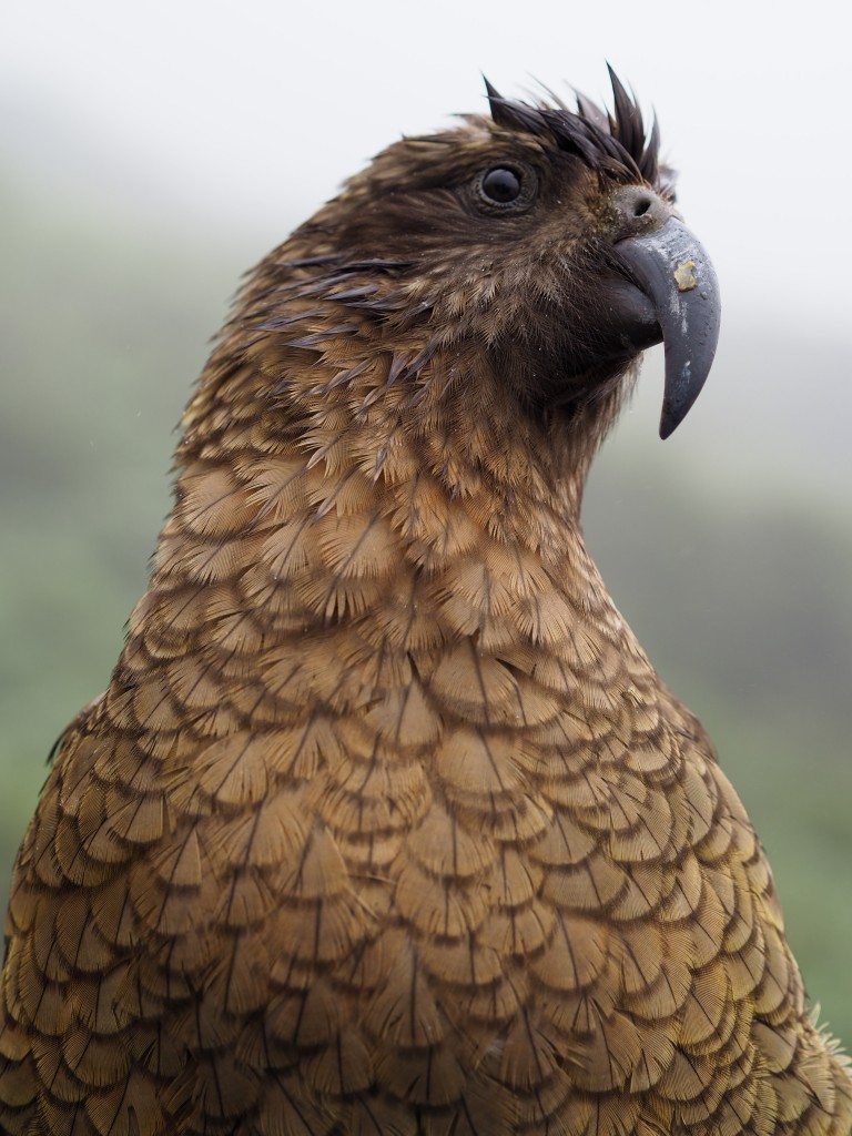 Kea