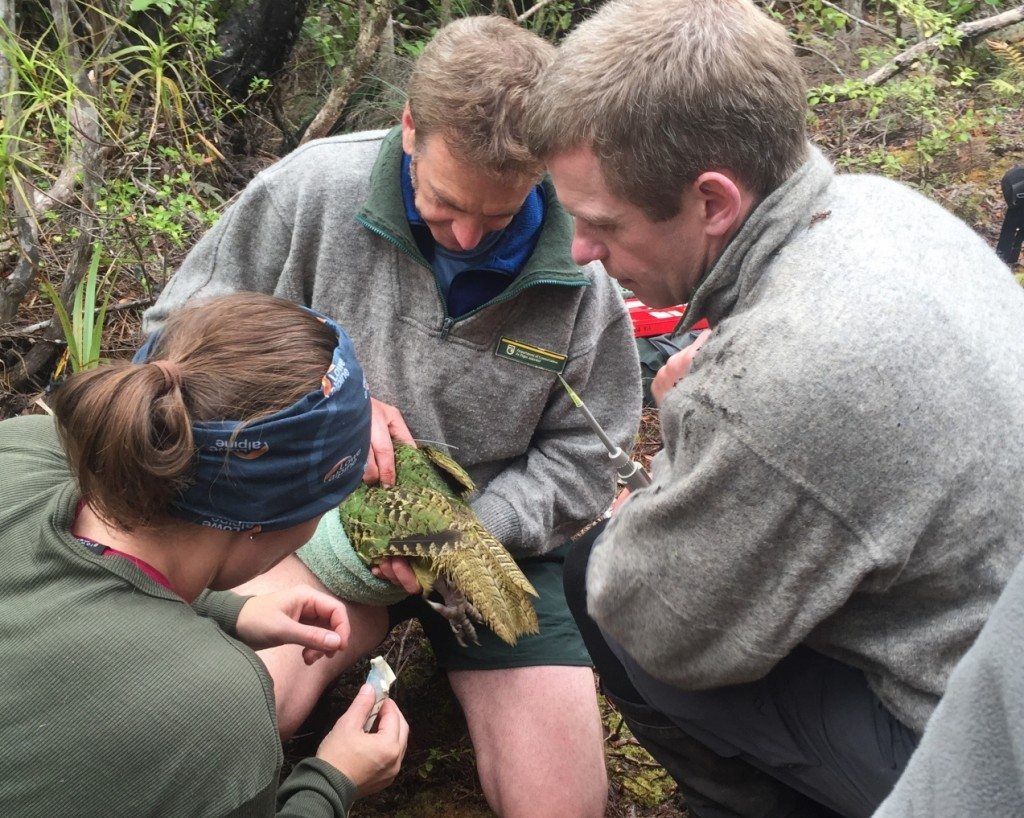 To ensure the genetic strength of offspring, artificial insemination is used on females who select a poor mate. Photo: Supplied 