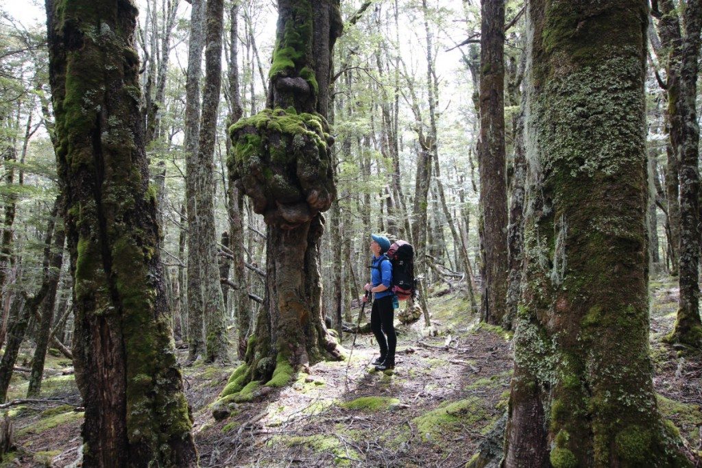 Beech forest in the lower reaches of Watson Stream. Photo: Paul Hersey