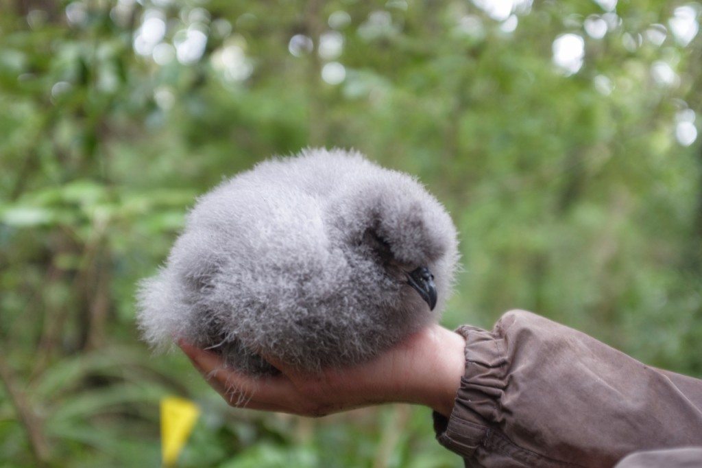 A healthy-looking kakapo chick. Photo: Leila Jeffreys