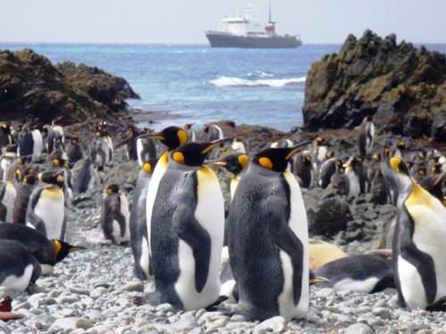 The Spirit of Enderby at anchor off Sandy Bay, Macquarie Island.