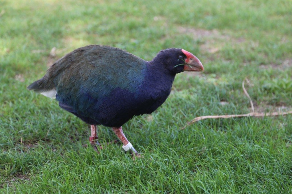 Four Takahe were killed on Motutapu Island.