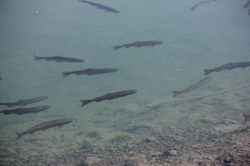 Danger Levels of 1080 in trout are disputed by fish & Game and DOC