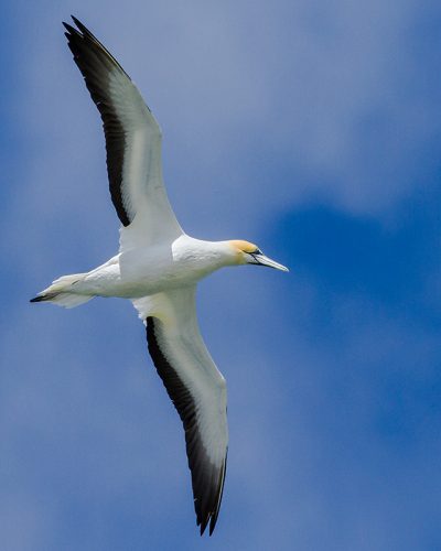 The magnificent Australasian gannet. Photo: Matt Winter