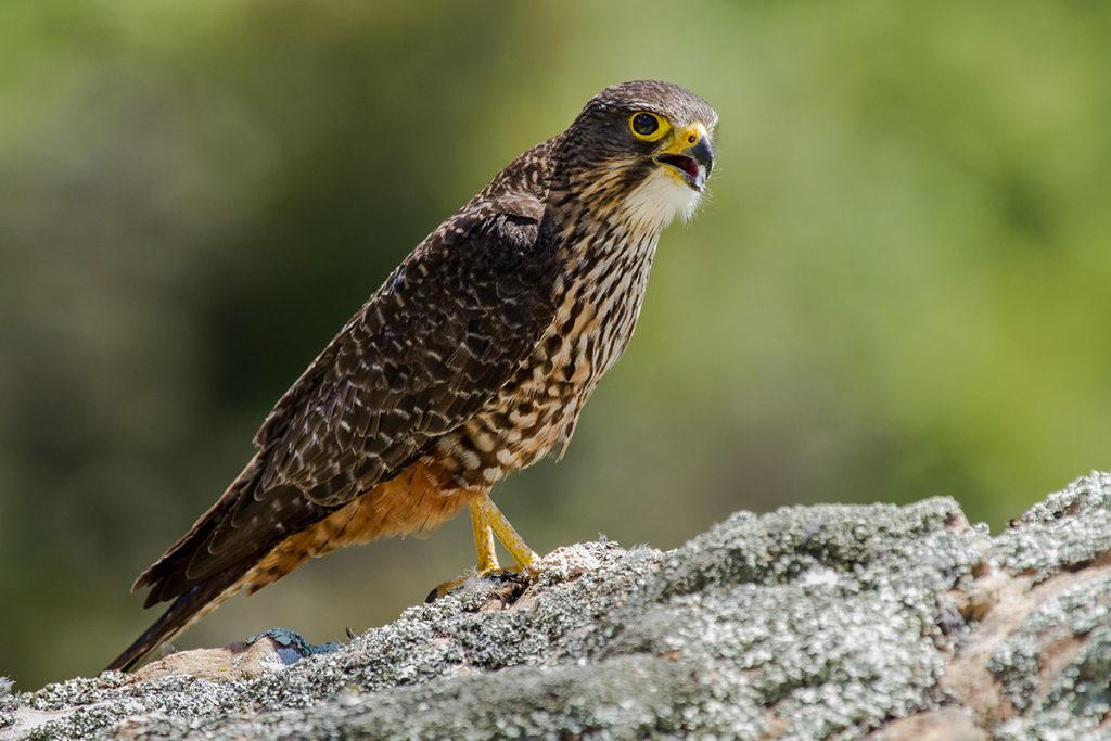 Birds to watch out for this summer - Wilderness Magazine