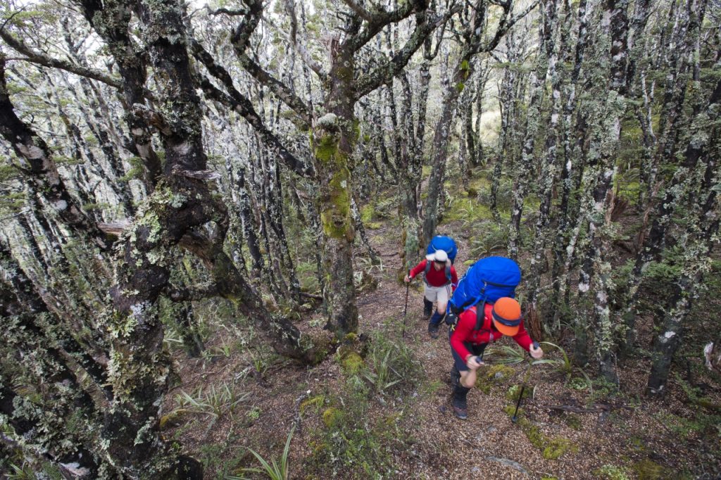 A slow shutter speed rendered the mountain biker as a streak of motion. Because it was shot too slow to handhold normally, I held the whole camera against the tree trunk to make sure there was camera shake. Note the strong lead in line of the tree trunk and root. Focal length 24mm: 1/10th Sec @ f5.6 and 1250 ISO.