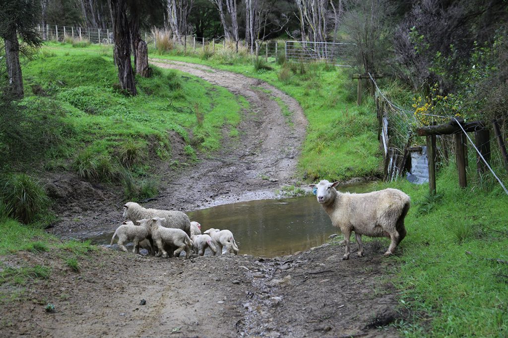 Sheep, of which there are plenty. Photo: David Hall
