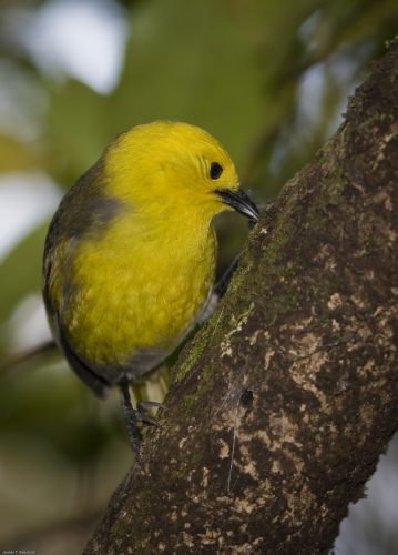 Mohua have made a comeback in Catlins Forest after 1080 was used to kill pests 