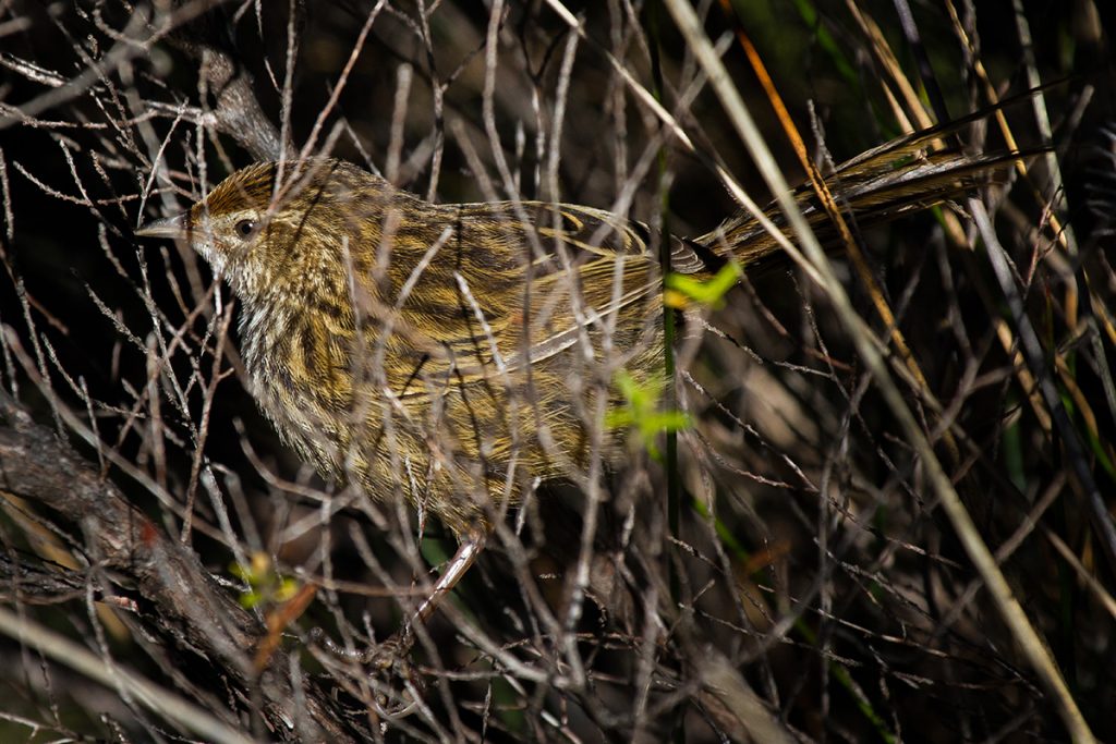 The fern bird is more often heard than seen. Photo: Matt Winter