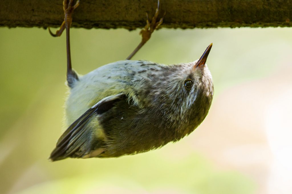 The rifleman is a delightful forest dweller. Photo: Matt Winter