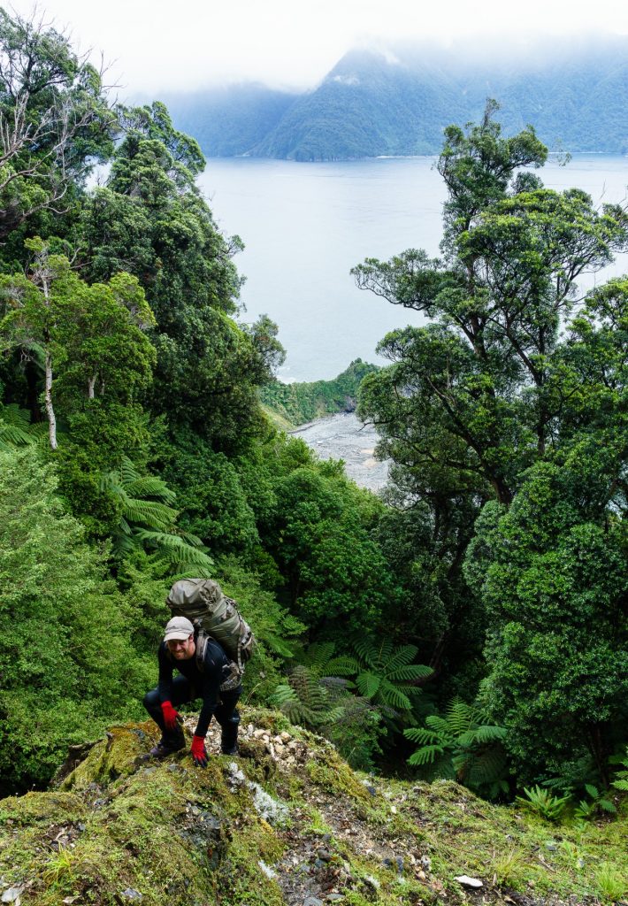 Glen ascending a steep landslip scarp, north of Milford Sound. Photo: Grant Dixon