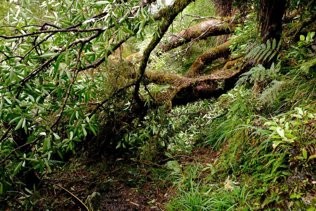 Heavy storms caused significant treefall in Whirinaki Conservation Park. Photo: DOC