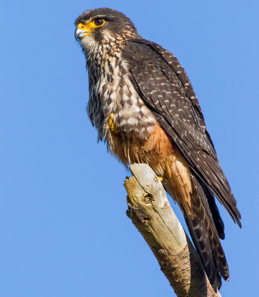 New Zealand falcon/karearea - Wilderness Magazine