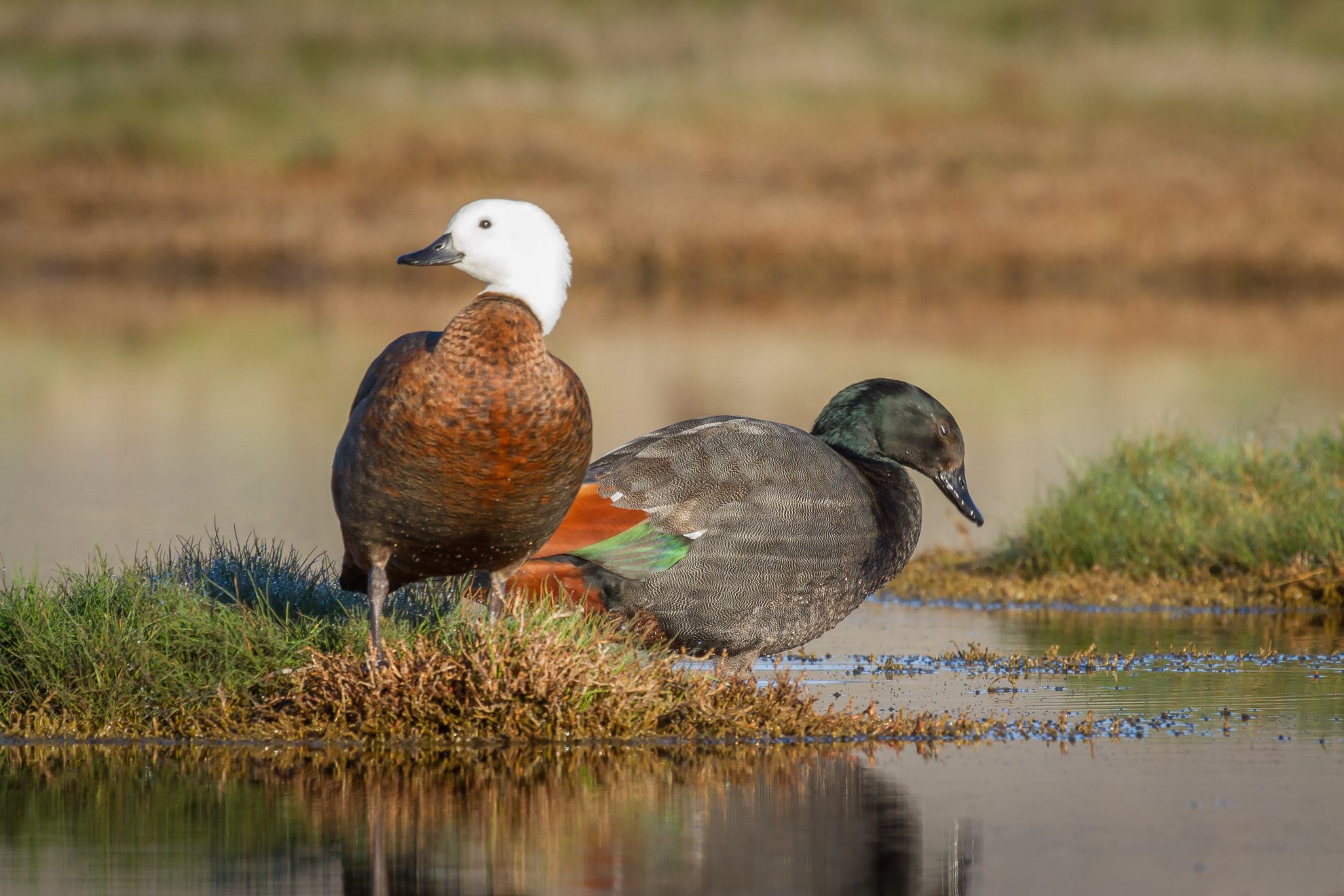 Shell Bird Paradise shelduck - Wilderness Magazine